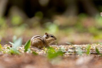 The eastern chipmunk (Tamias striatus) in the park.