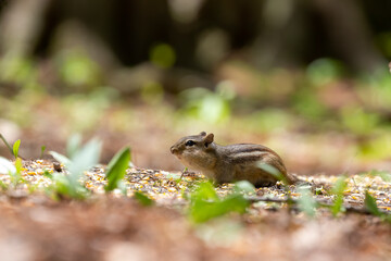 The eastern chipmunk (Tamias striatus) in the park