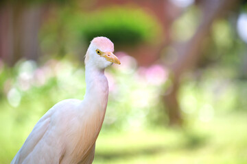 White cattle egret wild bird, also known as Bubulcus ibis walking on green lawn in summer