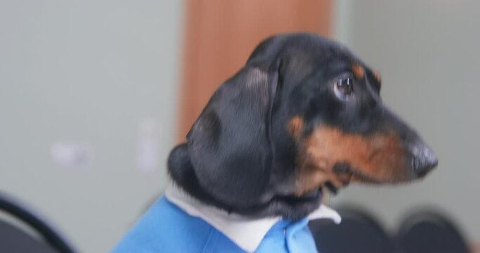 A small dachshund puppy looks around in confusion and embarrassment in search of support. The dog looks around fearfully and guiltily. The puppy looks defenseless and anxious. Stage fright, fear of