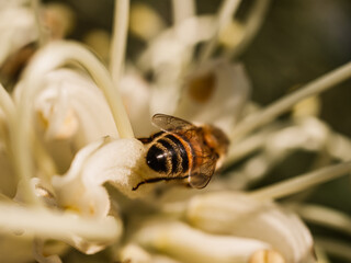 bee on a flower