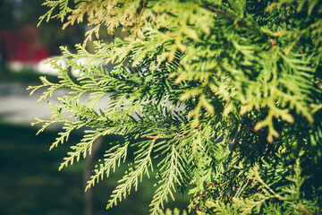 Thuja close-up. Branches of green thuja. Coniferous branch on the background.
