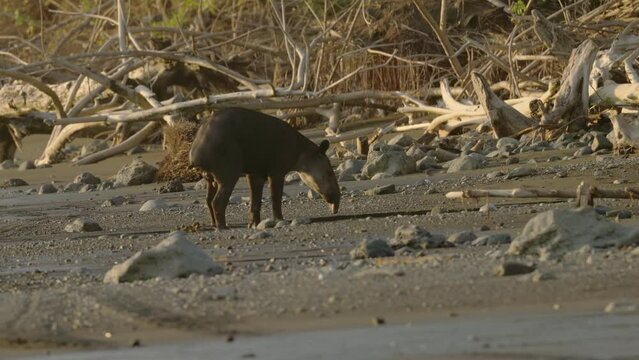 a baird's tapir defecates on the beach near sirena station at corcovado national park of costa rica
