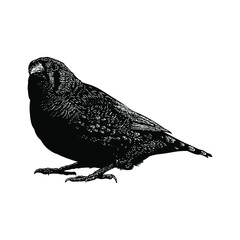 zebra finch illustration isolated on background