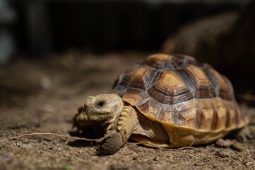 Sucata tortoise on the ground
