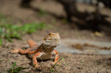 bearded dragon on ground with blur background