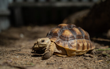Sucata tortoise on the ground