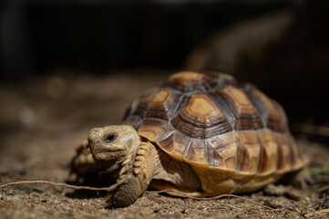 Sucata tortoise on the ground