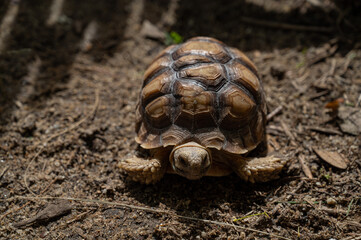 Sucata tortoise on the ground