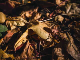 autumn leaves on the ground