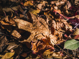 fallen autumn leaves