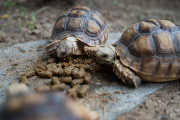 Sucata tortoise on the ground
