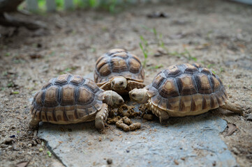 Sucata tortoise on the ground
