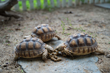 Sucata tortoise on the ground
