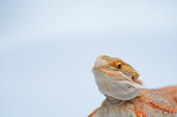 bearded dragon on white background