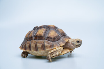 Fototapeta premium Sucata tortoise on white background