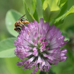 Pollen covered honeybee and red clover, Acushnet River Reserve, Massachusetts
