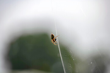 Australian Garden Orb Weaver Spider (Argiope catenulata)