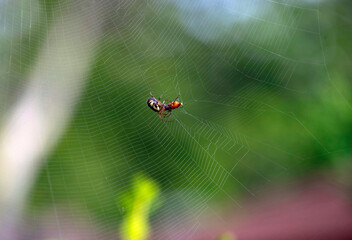 Australian Garden Orb Weaver Spider (Argiope catenulata)