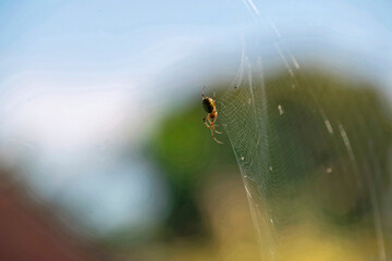 Australian Garden Orb Weaver Spider (Argiope catenulata)