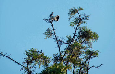 Australian Magpie-Lark (Grallina cyanoleuca)