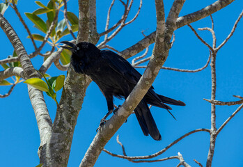 An Australian raven (Corvus coronoides)