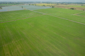 Obraz premium aerial view from flying drone of Field rice with landscape green pattern nature background, top view field rice