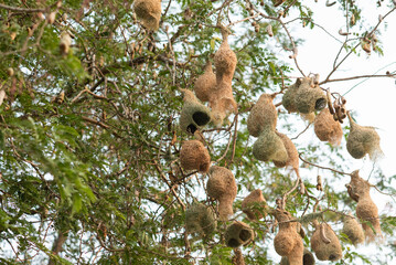 bird nest, home for animal