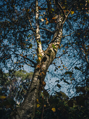 Fototapeta premium Birch tree