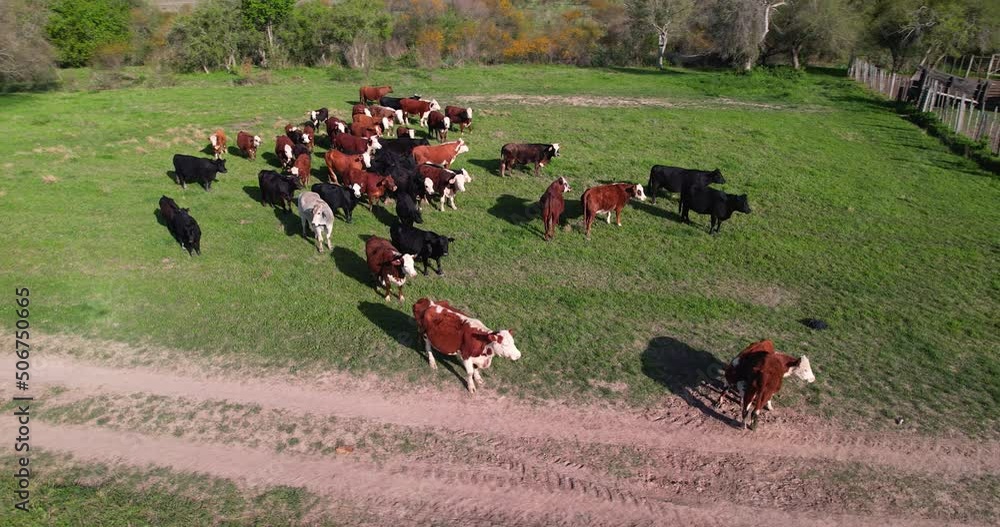 Poster Aerial view of cattle in the corral. Loose cows next to the place where they are vaccinated. in a field in Argentina. 