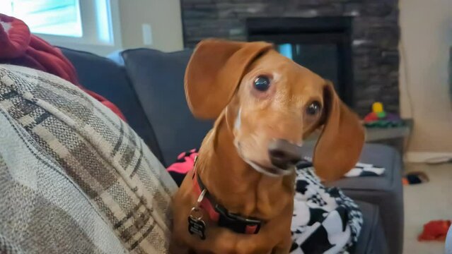 Cute Dachshund purebred dog tilting his head as he listens to his owner's voice