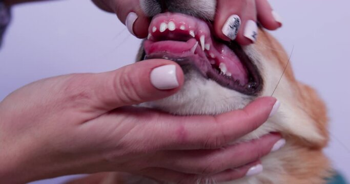 Poor Welsh corgi Pembroke is feeling bad and came to owner to complain. Pet put its head on hand of owner with its tongue sticking out, and person checks its mouth and teeth