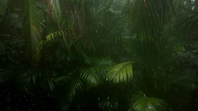 Rain in jungle. Rain drops falls on tropical threes in wild mountain forests. Wet exotic plants. Rain season in tropical jungles in Costa Rica. High quality 4k footage