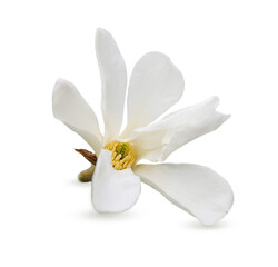 Naklejka na ściany i meble Beautiful magnolia flower isolated on white