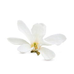 Fototapeta na wymiar Beautiful magnolia flower isolated on white