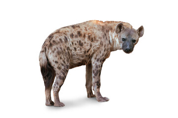 De gevlekte hyena geïsoleerd op een witte achtergrond. Geslacht krokus. Afrika.