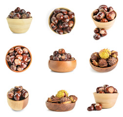 Set of bowls with chestnuts isolated on white