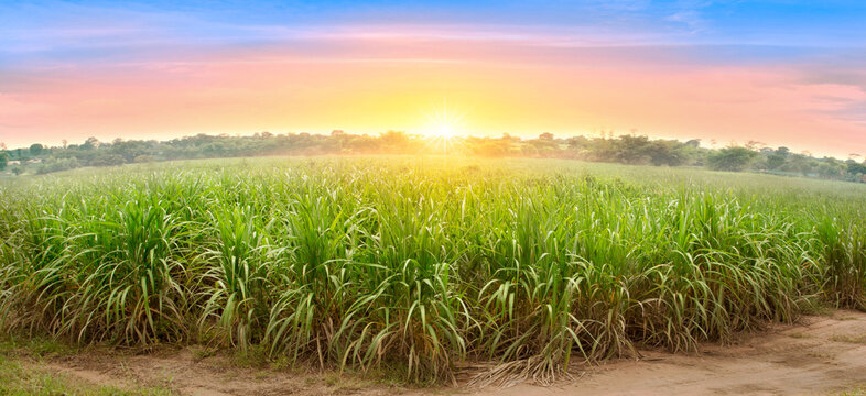 Sugarcane field at sunset. sugarcane is a grass of poaceae family. it taste sweet and good for health. Well known as tebu in malaysia