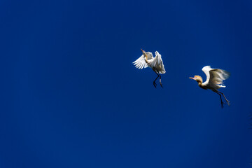 Cattle Egret (Bubulcus ibis)