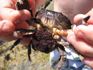 female beach crab laden with eggs summer