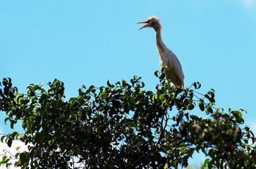 Cattle Egret (Bubulcus ibis)