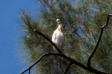 Cattle Egret (Bubulcus ibis)
