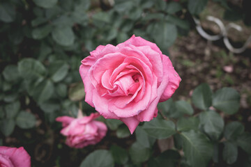ピンクローズ
