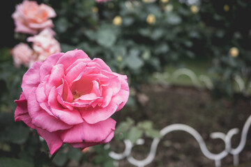ピンクローズ