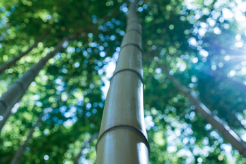 Fototapeta premium bamboo in the jungle