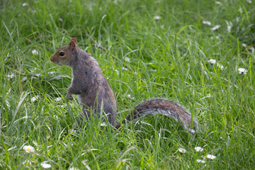 Obraz premium squirrel on the grass