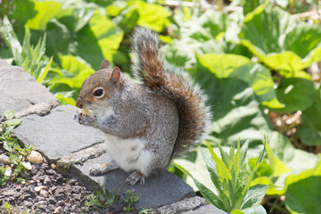 Squirrel Eating