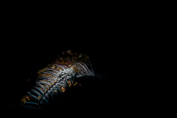 A crinoid shrimp on a white crinoid