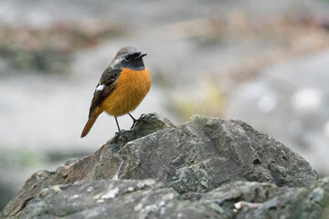 岩の上のジョウビタキ