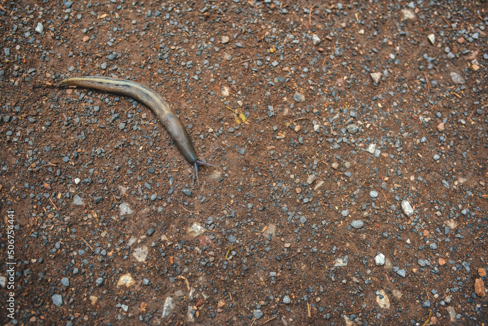 Wall mural limax maximus, known by the common names great grey slug and leopard slug. although native to europe